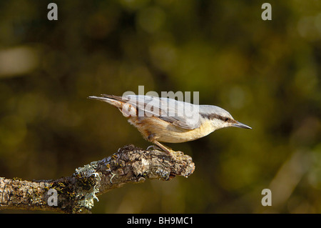 Sittelle torchepot (Sitta europaea), Andujar, Jaen province, Andalusia, Spain Banque D'Images