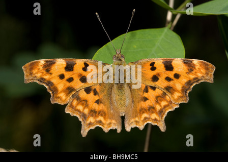 La virgule butterfly (Polygonia c-album) Banque D'Images