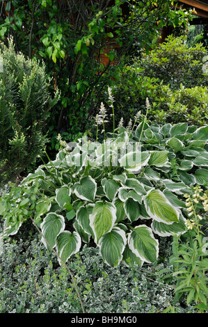 Hosta (hosta fortunei 'aureomarginata') Banque D'Images