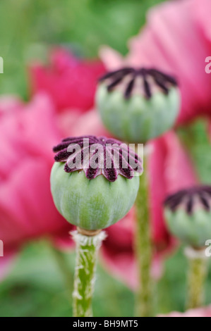 Pavot d'Orient (Papaver orientale 'marlene') Banque D'Images