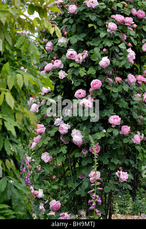 English rose (Rosa constance spry) Banque D'Images