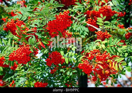 Couleurs vives - ashberries rouge et vert feuilles Banque D'Images