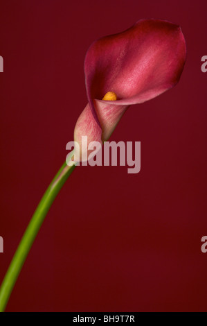 Cala Lily rose sur fond rouge Banque D'Images