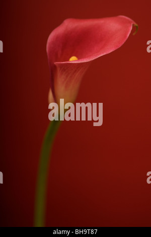 Calla Lily rose sur fond rouge Banque D'Images