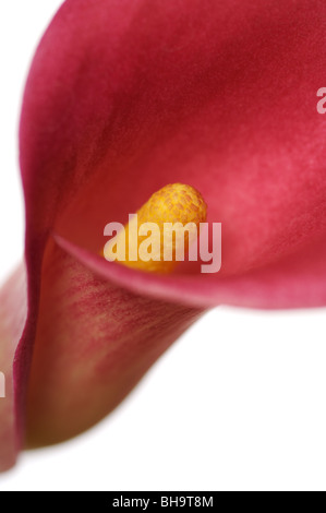 Calla Lily rose sur fond blanc Banque D'Images