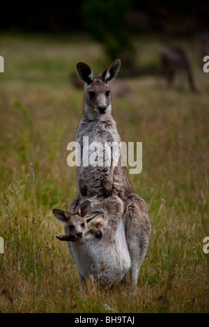 Kangourou gris de l'est avec Joey dans sa pochette, à Tom Groggins, mont Kosciuszko National Park Banque D'Images