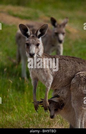 Kangourou gris de l'est avec Joey dans sa pochette, à Tom Groggins, mont Kosciuszko National Park Banque D'Images