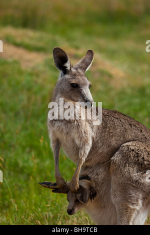 Kangourou gris de l'est avec Joey dans sa pochette, à Tom Groggins, mont Kosciuszko National Park Banque D'Images