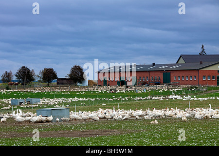 Les oies (Anser anser) Oie en ferme, Allemagne Banque D'Images