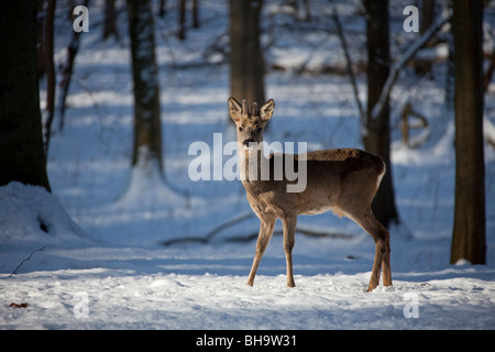Le chevreuil (Capreolus capreolus) avec bois recouvert de velours dans la forêt dans la neige en hiver, Allemagne Banque D'Images