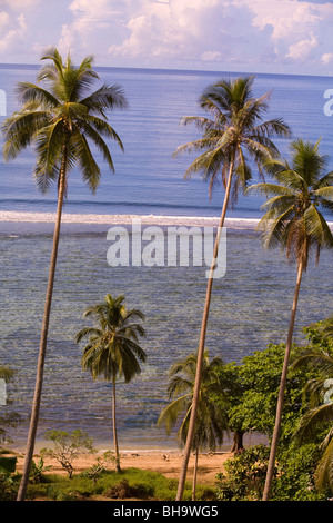 Palmiers du Pacifique sud avec vue sur l'océan et l'horizon Banque D'Images