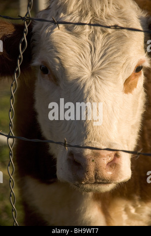 Face à travers une vache qui posent des barbelés Banque D'Images