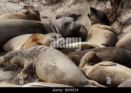 L'éléphant Año Nuevo State Park en Californie Banque D'Images