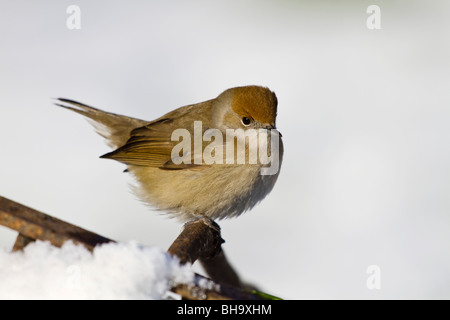 Blackcap ; Sylvia atricapilla ; femelle dans la neige Banque D'Images