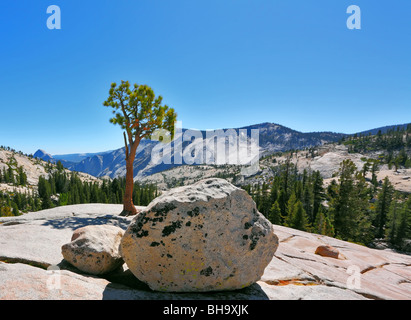 La petite pine a grandi sur une pierre dans les montagnes. Yellowstone Park, col Tioga Banque D'Images