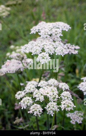 Berce du Caucase, Heracleum sphondylium, Cornwall Banque D'Images