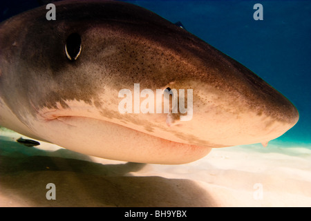 Requin tigre - Bahamas Banque D'Images