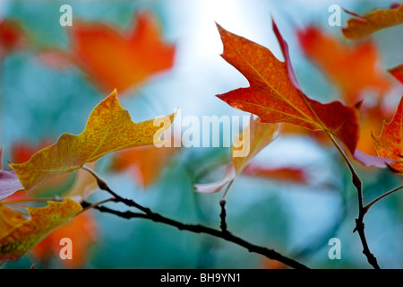 Belles feuilles automne couleur - Grande Automne fond Banque D'Images