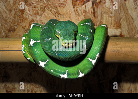 Emerald tree boa Corallus caninus, des Boïdés, Amérique du Sud, dans la région de terrarium Banque D'Images