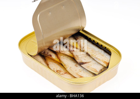 Une languette de boite de sardines à l'huile sur fond blanc, cut out. Banque D'Images