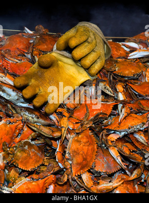 Crabes bleus à la vapeur sur l'affichage sur le quai a bord de l'eau stand de fruits de mer sur l'Avenue du Maine à Washington DC. Banque D'Images