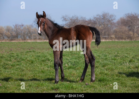 Cheval Holsteiner (Equus caballus) poulain dans le champ, Allemagne Banque D'Images