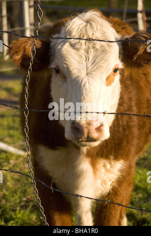 Face à travers une vache qui posent des barbelés Banque D'Images