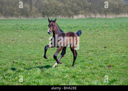 Cheval Holsteiner (Equus caballus) poulain fonctionnant en champ, Allemagne Banque D'Images
