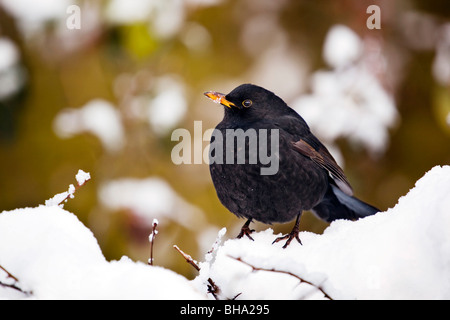 ; Blackbird Turdus merula, mâle dans la neige Banque D'Images