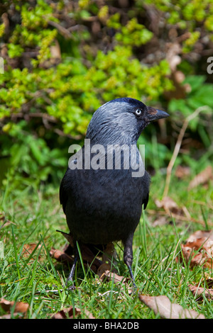 Portrait de Choucas (Corvus monedula) sur le terrain dans l'herbe, Suède Banque D'Images