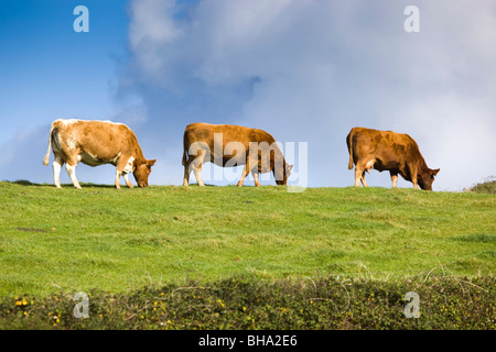 Les vaches broutent dans un champ à Trevigue ; près de Crackington Haven ; Cornwall Banque D'Images