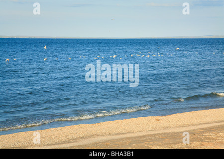 Été mer littoral sablonneux et mouettes sur surface de l'eau (mer d'Azov, en Crimée, Ukraine) Banque D'Images