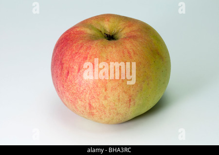 Pommier (Malus domestica), variété : Freiherr von Berlepsch, apple, studio photo. Banque D'Images