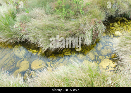 Les montagnes offrent de Chimanimani certains randonneurs du moins l'embarras des aires de nature sauvage dans le sud de l'Afrique. Banque D'Images