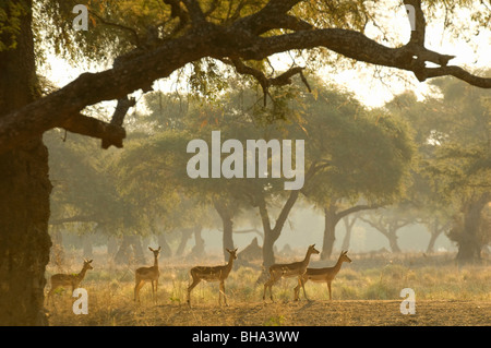 Impala sont vues sur la plaine du Zambèze au Zimbabwe, Mana Pools National Park Banque D'Images