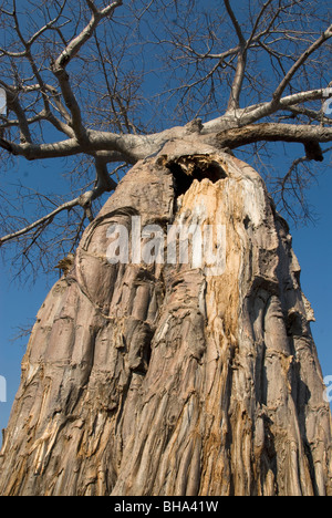 Un baobab Adonsonia digitata peut être vu au Zimbabwe's Mana Pools National Park. Banque D'Images