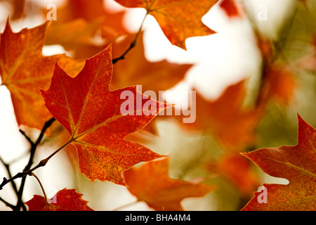 Belles feuilles automne couleur - Grande Automne fond Banque D'Images