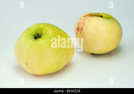 Pommier (Malus domestica), variété : Cludius Herbstapfel, deux pommes, studio photo. Banque D'Images