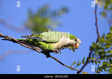 Perruche moine, Myiopsitta monachus, alimentant à Costanera Sur Banque D'Images