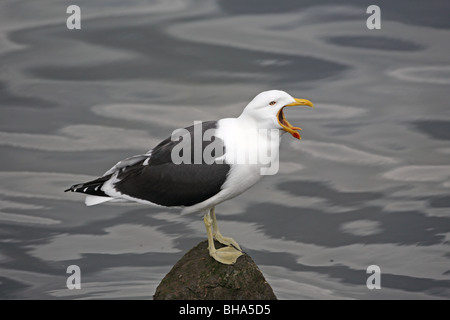 Larus dominicanus Kelp Gull, appelant sur front de mer à Ushuaia Banque D'Images