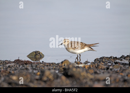 Bécasseau à croupion blanc, Calidris fuscicollis) front de mer à Ushuaia Banque D'Images