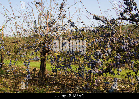 Pruniers lourds avec des fruits mûrs prêts pour la récolte Banque D'Images