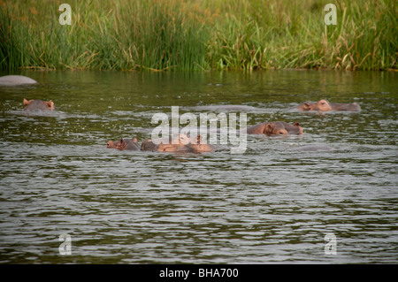 Murchisan hippopotames Afrique Ouganda falls Banque D'Images