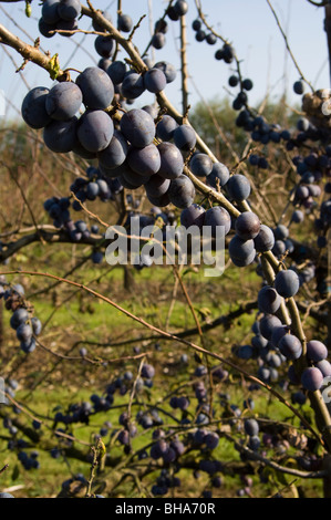 Plum Tree lourds avec des fruits mûrs prêts pour la récolte Banque D'Images