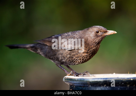 Blackbird Turdus merula ; Femmes ; jardin sur le semoir Banque D'Images