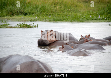 Murchisan hippopotames Afrique Ouganda falls Banque D'Images