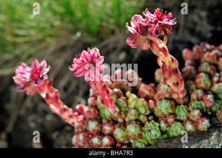 Cobweb houseleek Sempervivum arachnoideum) (en fleur dans les Alpes, Valais, Suisse Banque D'Images