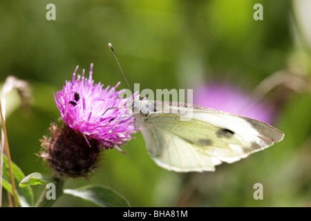 Grand papillon blanc sur un chardon pourpre Banque D'Images