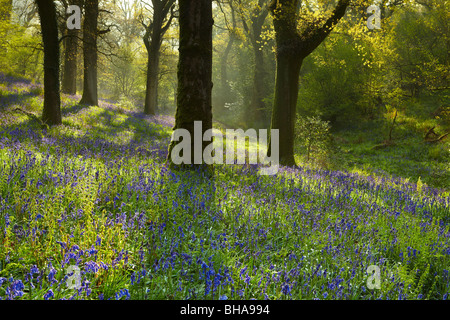 Bluebells dans les bois à Batcombe, Dorset, Angleterre, Royaume-Uni Banque D'Images