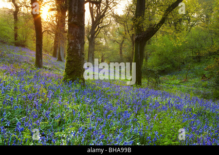 Bluebells sur un matin de printemps dans les bois à Batcombe, Dorset, England, UK Banque D'Images